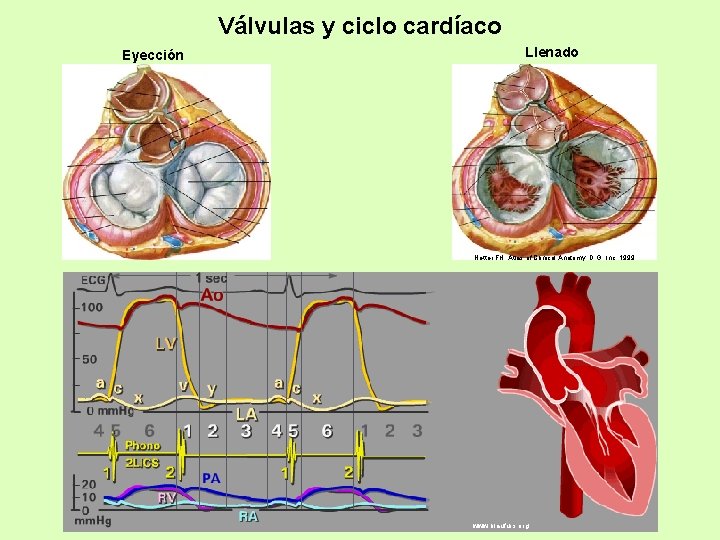 Válvulas y ciclo cardíaco Eyección Llenado Netter FH: Atlas of Clinical Anatomy, D. G.