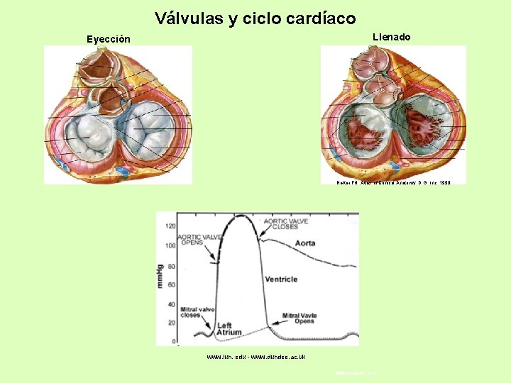 Válvulas y ciclo cardíaco Llenado Eyección Netter FH: Atlas of Clinical Anatomy, D. G.