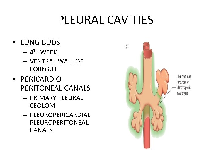 PLEURAL CAVITIES • LUNG BUDS – 4 TH WEEK – VENTRAL WALL OF FOREGUT