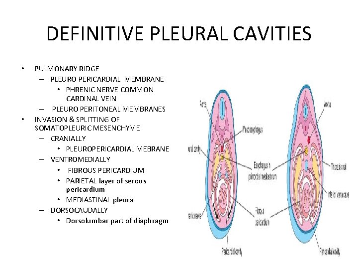 DEFINITIVE PLEURAL CAVITIES • • PULMONARY RIDGE – PLEURO PERICARDIAL MEMBRANE • PHRENIC NERVE