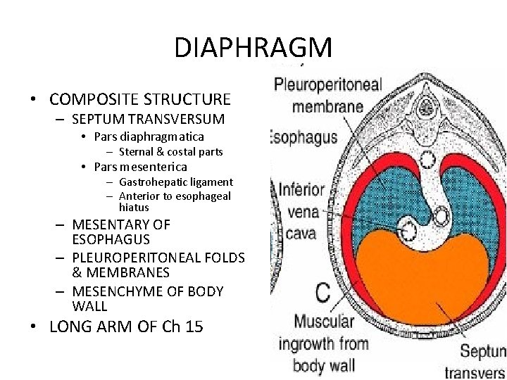 DIAPHRAGM • COMPOSITE STRUCTURE – SEPTUM TRANSVERSUM • Pars diaphragmatica – Sternal & costal