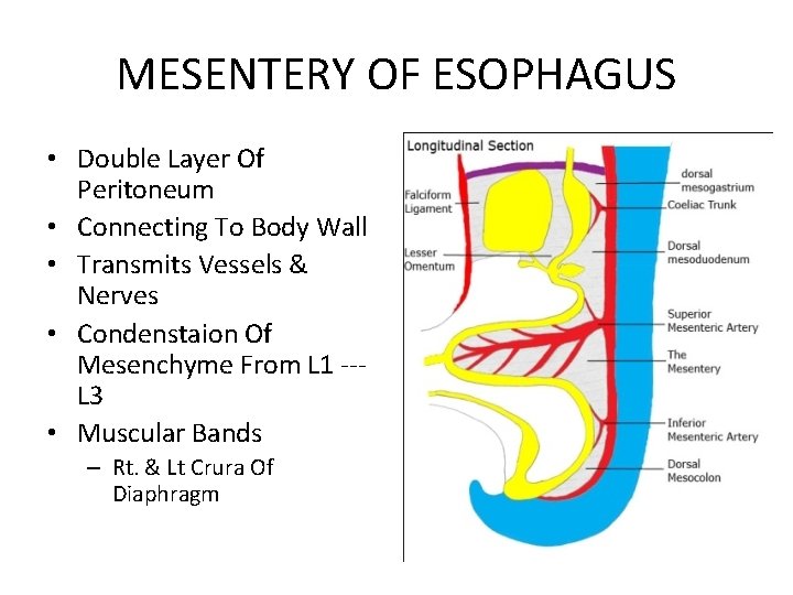 MESENTERY OF ESOPHAGUS • Double Layer Of Peritoneum • Connecting To Body Wall •