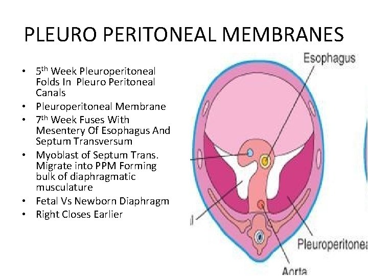 PLEURO PERITONEAL MEMBRANES • 5 th Week Pleuroperitoneal Folds In Pleuro Peritoneal Canals •