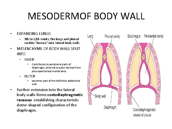 MESODERMOF BODY WALL • EXPANDING LUNGS – 9 th to 12 th weeks, the