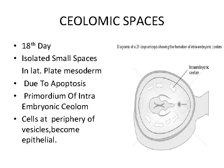 CEOLOMIC SPACES • 18 th Day • Isolated Small Spaces In lat. Plate mesoderm