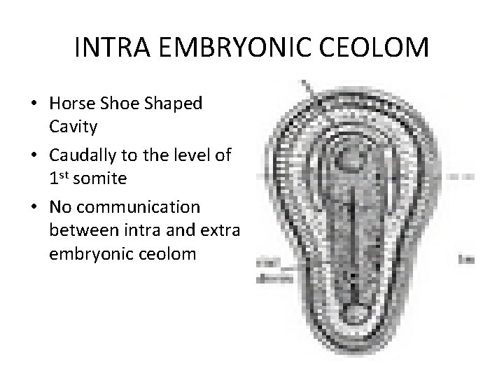 INTRA EMBRYONIC CEOLOM • Horse Shoe Shaped Cavity • Caudally to the level of
