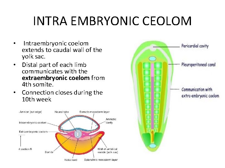 INTRA EMBRYONIC CEOLOM Intraembryonic coelom extends to caudal wall of the yolk sac. •