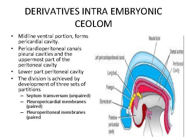 DERIVATIVES INTRA EMBRYONIC CEOLOM • Midline ventral portion, forms pericardial cavity. • Pericardioperitoneal canals