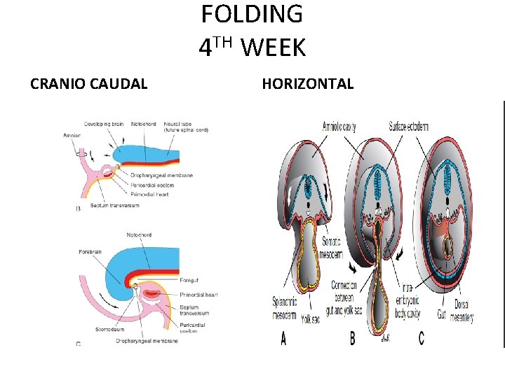 FOLDING 4 TH WEEK CRANIO CAUDAL HORIZONTAL 