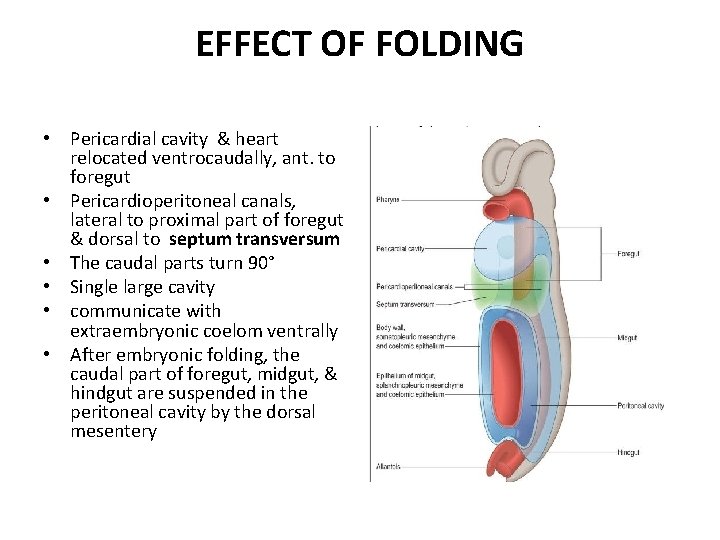 EFFECT OF FOLDING • Pericardial cavity & heart relocated ventrocaudally, ant. to foregut •
