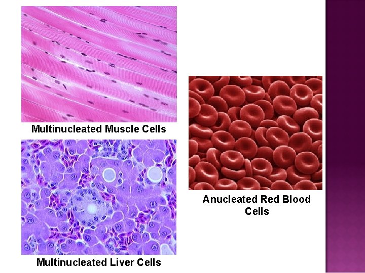 Multinucleated Muscle Cells Anucleated Red Blood Cells Multinucleated Liver Cells 