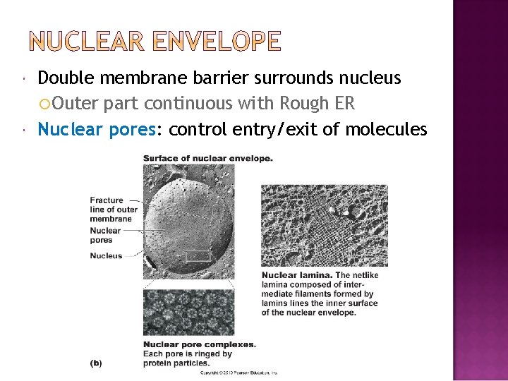  Double membrane barrier surrounds nucleus Outer part continuous with Rough ER Nuclear pores:
