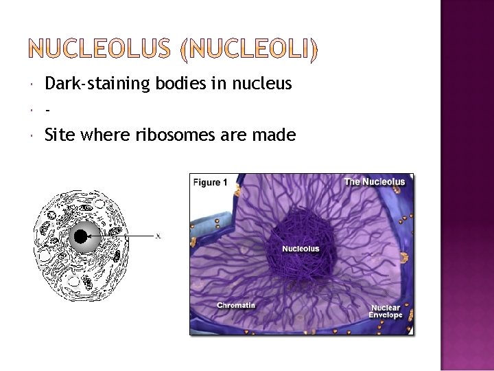  Dark-staining bodies in nucleus Site where ribosomes are made 