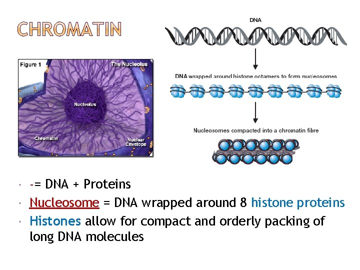  -= DNA + Proteins Nucleosome = DNA wrapped around 8 histone proteins Histones