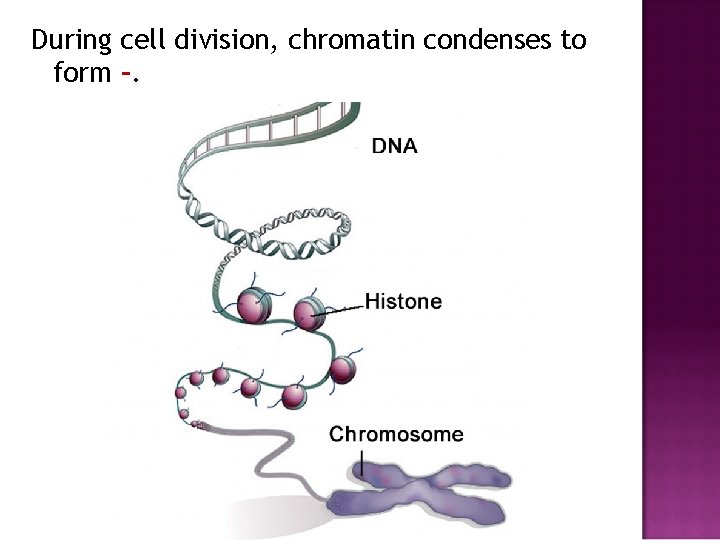 During cell division, chromatin condenses to form -. 
