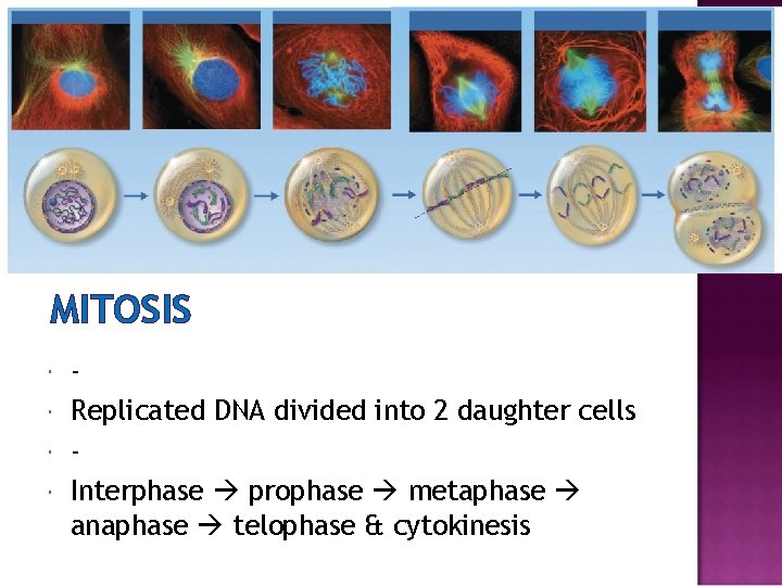 MITOSIS Replicated DNA divided into 2 daughter cells Interphase prophase metaphase anaphase telophase &