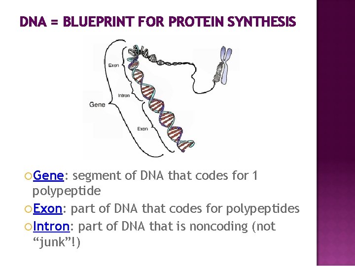 DNA = BLUEPRINT FOR PROTEIN SYNTHESIS Gene: segment of DNA that codes for 1