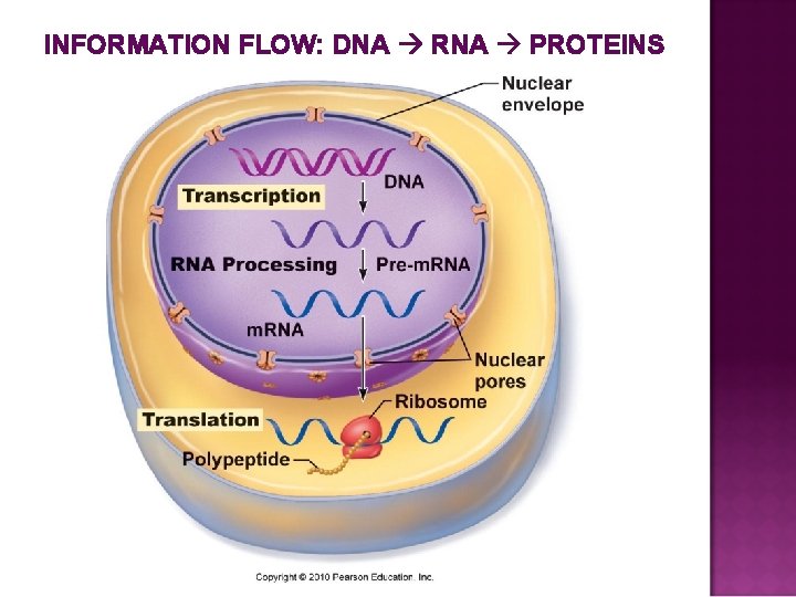 INFORMATION FLOW: DNA RNA PROTEINS 