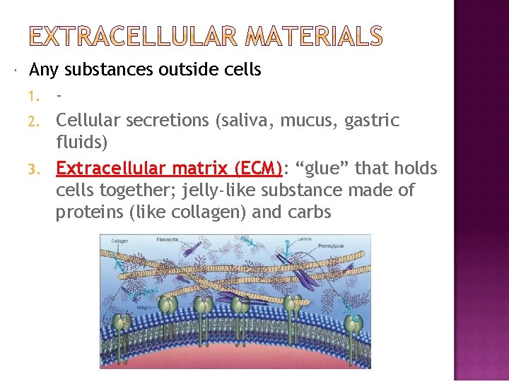  Any substances outside cells 1. 2. Cellular secretions (saliva, mucus, gastric fluids) 3.