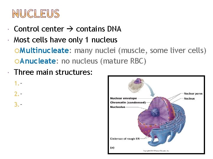  Control center contains DNA Most cells have only 1 nucleus Multinucleate: many nuclei