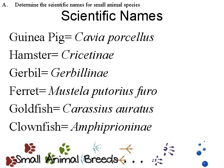 A. Determine the scientific names for small animal species Scientific Names Guinea Pig= Cavia