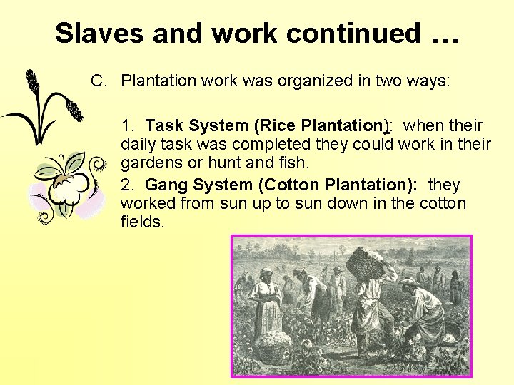 Slaves and work continued … C. Plantation work was organized in two ways: 1.