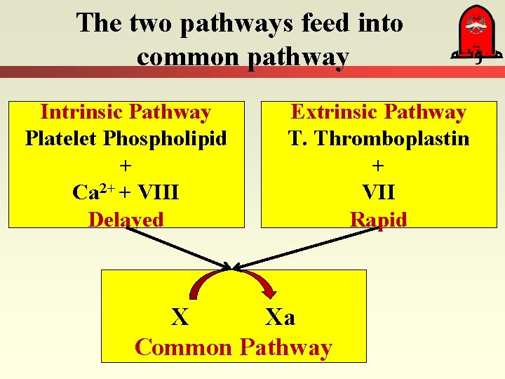 The two pathways feed into common pathway Intrinsic Pathway Platelet Phospholipid + Ca 2+