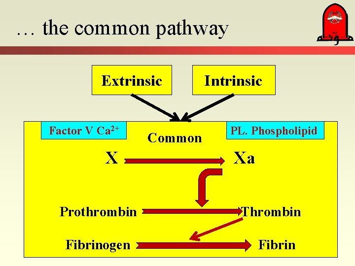 … the common pathway Extrinsic Factor V Ca 2+ X Prothrombin Fibrinogen Common Intrinsic