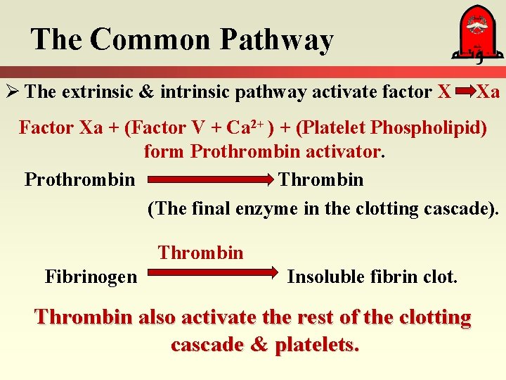 The Common Pathway Ø The extrinsic & intrinsic pathway activate factor X Xa Factor