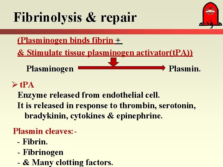 Fibrinolysis & repair (Plasminogen binds fibrin + & Stimulate tissue plasminogen activator(t. PA)) Plasminogen