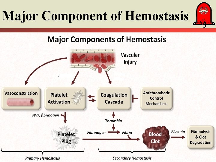 Major Component of Hemostasis 