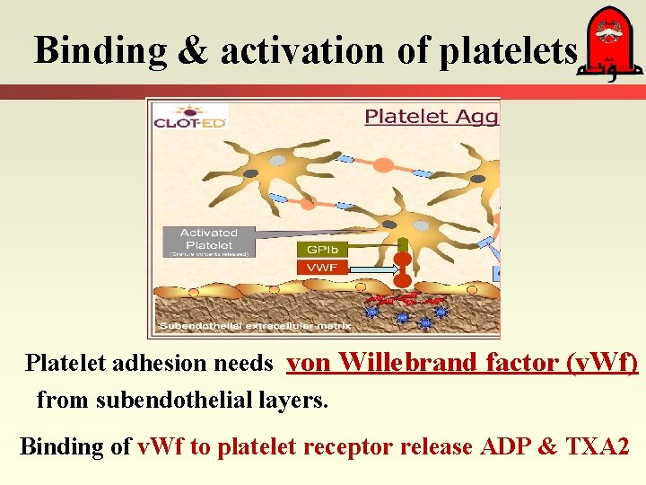 Binding & activation of platelets Platelet adhesion needs von Willebrand factor (v. Wf) from