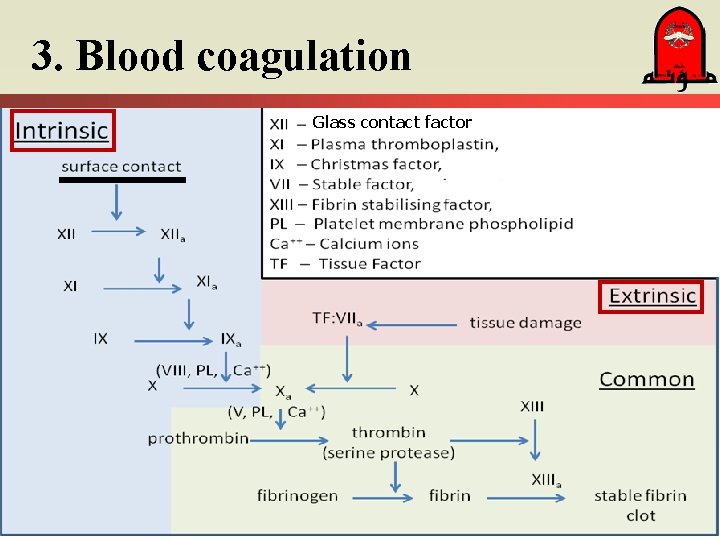 3. Blood coagulation Glass contact factor 
