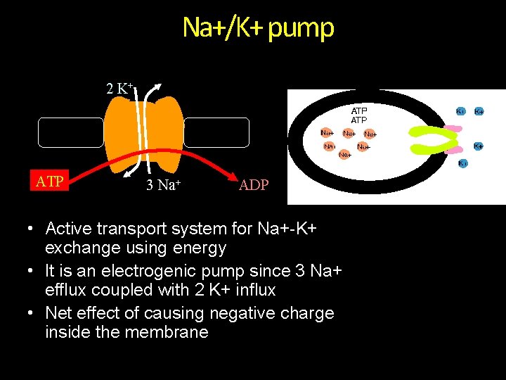 Na+/K+ pump 2 K+ ATP 3 Na+ ADP • Active transport system for Na+-K+