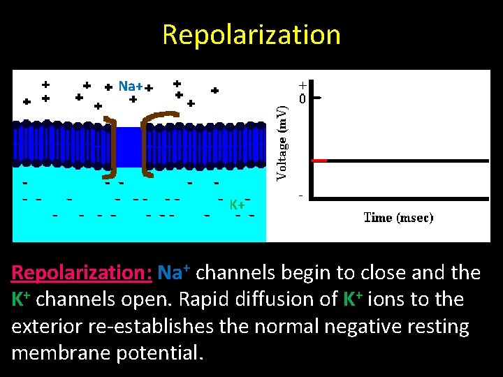 Repolarization Na+ K+ Repolarization: Na+ channels begin to close and the K+ channels open.