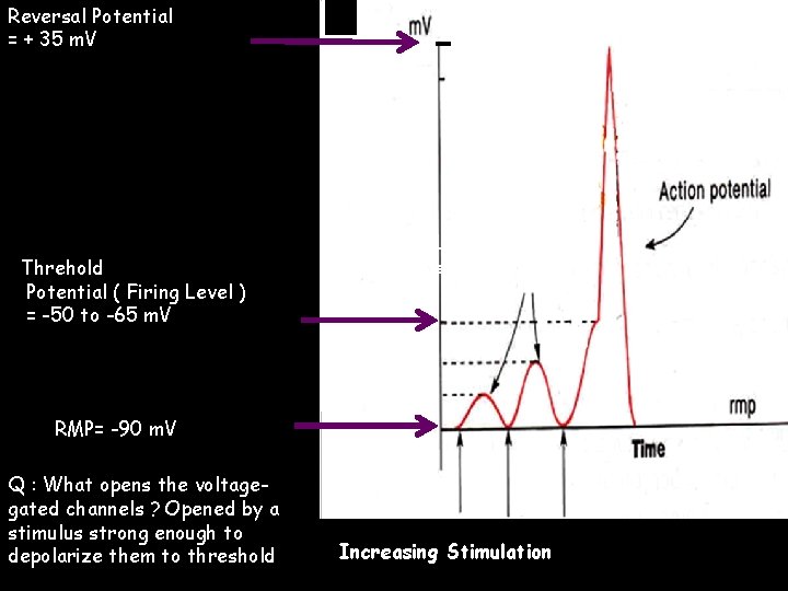 Reversal Potential = + 35 m. V Threhold Potential ( Firing Level ) =