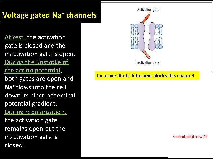 Voltage gated Na+ channels At rest, the activation gate is closed and the inactivation