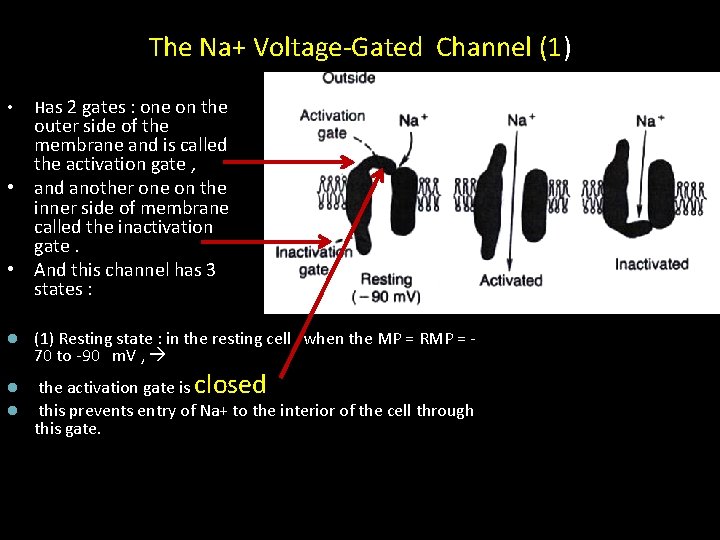 The Na+ Voltage-Gated Channel (1) • Has 2 gates : one on the l