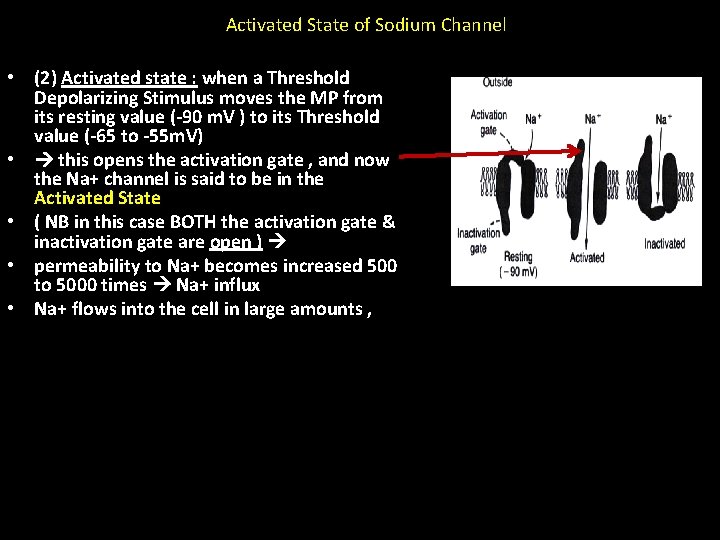 Activated State of Sodium Channel • (2) Activated state : when a Threshold Depolarizing