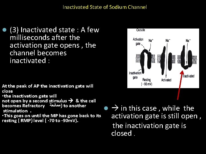 Inactivated State of Sodium Channel l (3) Inactivated state : A few milliseconds after