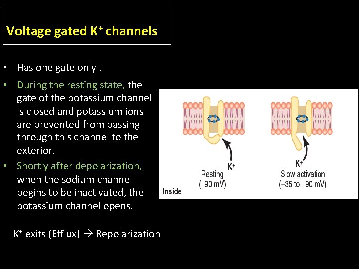 Voltage gated K+ channels • Has one gate only. • During the resting state,
