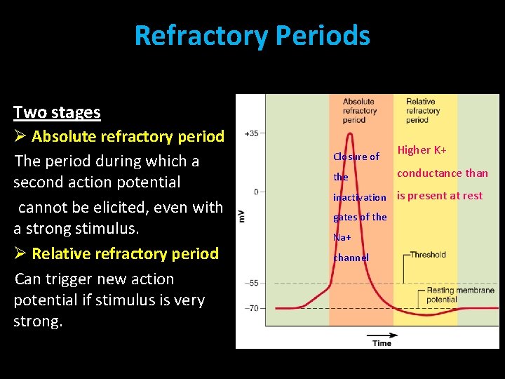Refractory Periods Two stages Ø Absolute refractory period The period during which a second