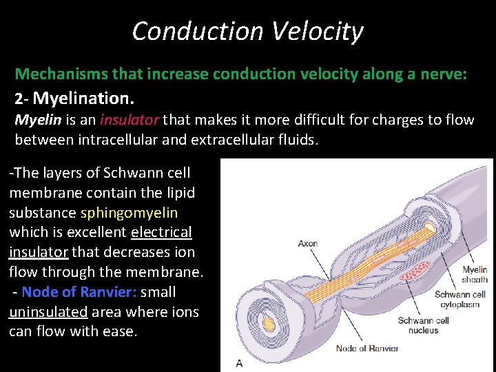 Conduction Velocity Mechanisms that increase conduction velocity along a nerve: 2 - Myelination. Myelin