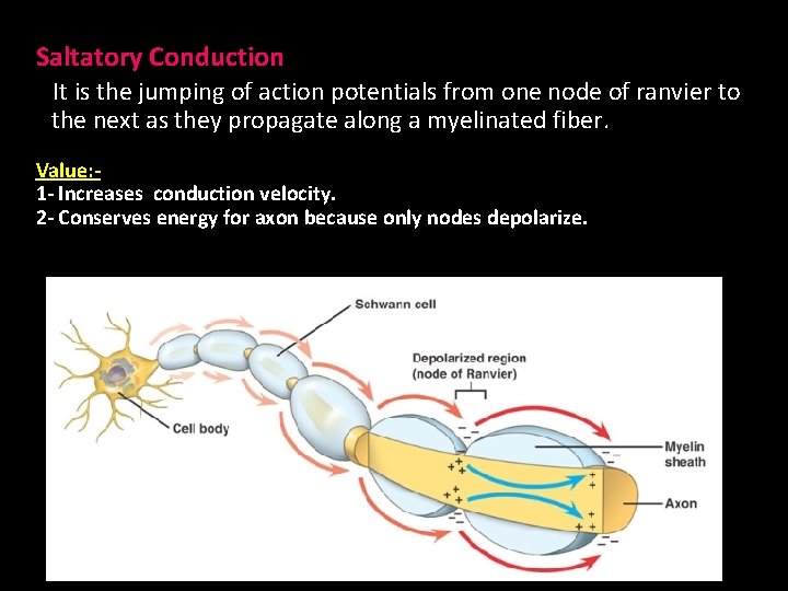 Saltatory Conduction It is the jumping of action potentials from one node of ranvier