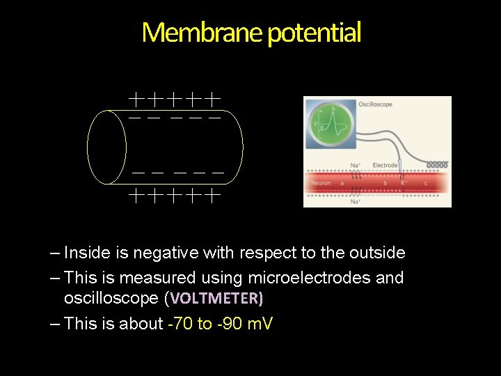 Membrane potential – Inside is negative with respect to the outside – This is
