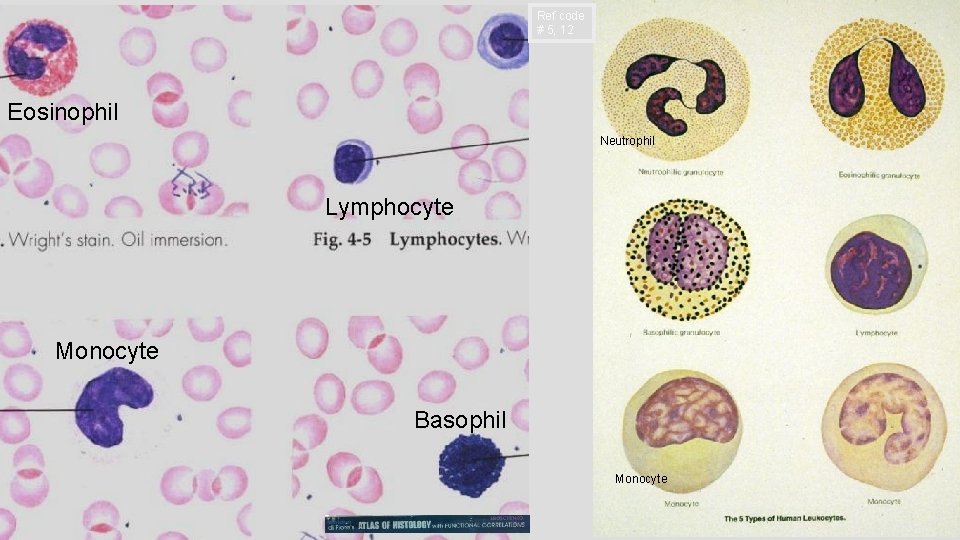 Ref code # 5, 12 Eosinophil Neutrophil Lymphocyte Monocyte Basophil Monocyte 