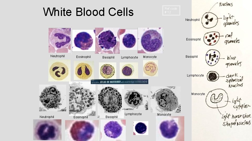 White Blood Cells Ref code # 12 Neutrophil Eosinophil Basophil Lymphocyte Basophil Monocyte Lymphocyte