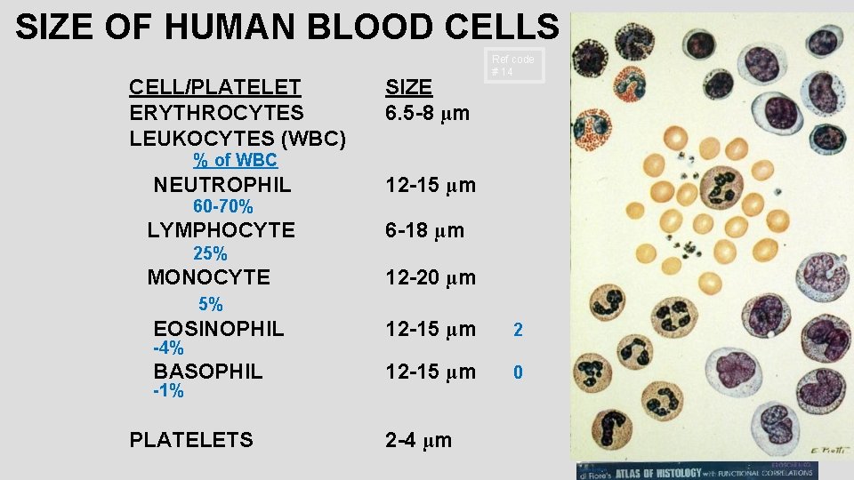 SIZE OF HUMAN BLOOD CELLS CELL/PLATELET ERYTHROCYTES LEUKOCYTES (WBC) SIZE 6. 5 -8 µm