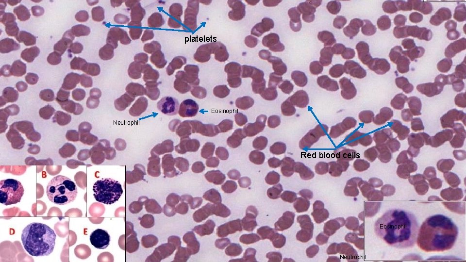 110 platelets Eosinophil Neutrophil Red blood cells Eosinophil Neutrophil 
