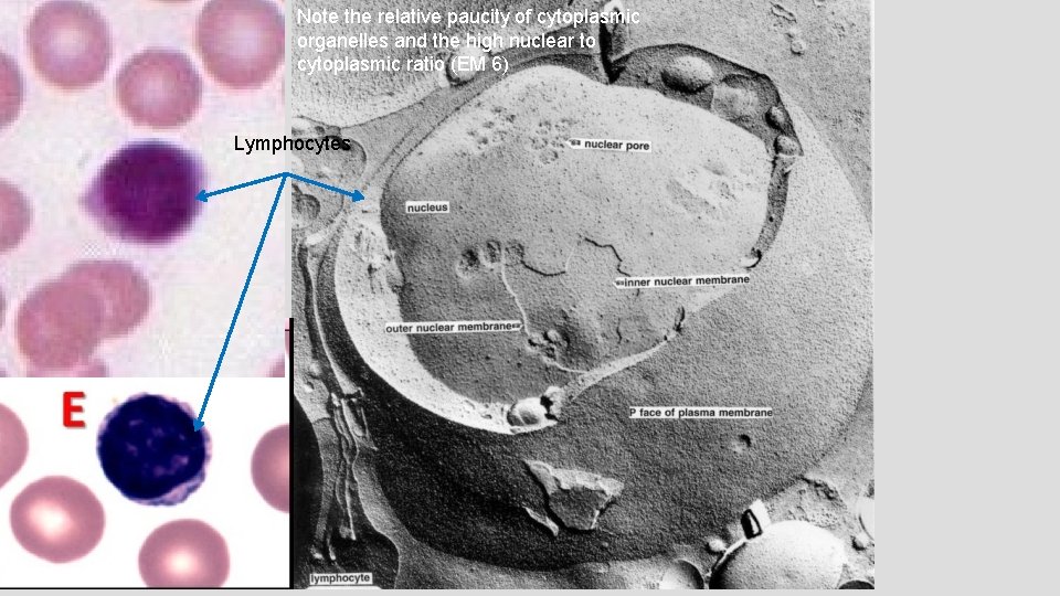 EM 6 Note the relative paucity of cytoplasmic organelles and the high nuclear to